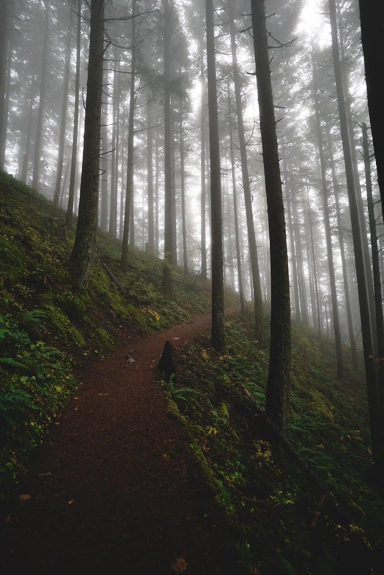 An image of a walking path in a misty forest.